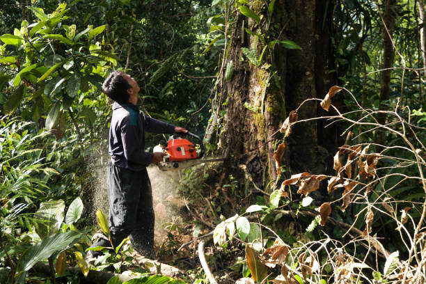 Temescal Valley, CA  Tree Services Company