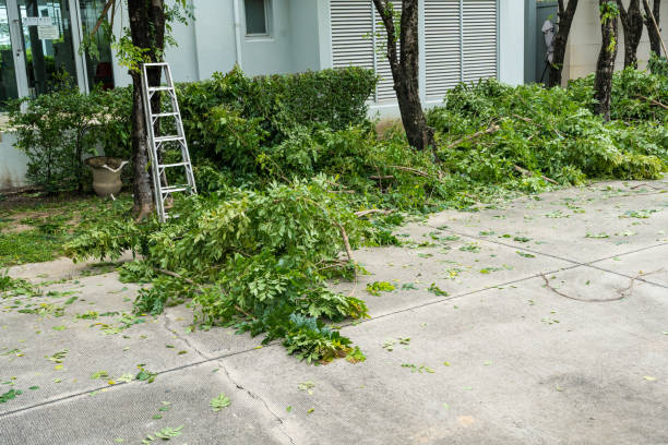 How Our Tree Care Process Works  in  Temescal Valley, CA